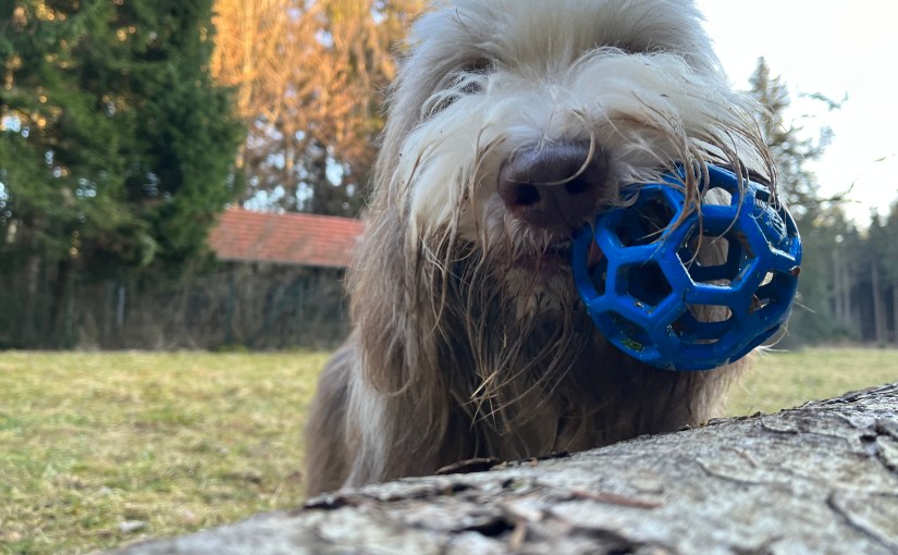 Ballspielen! Ja, nein, ich weiß&nbsp;nicht…